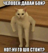 человек:давай бой? кот:ну го шо стоит?