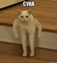 сука 