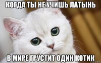 когда ты не учишь латынь в мире грустит один котик