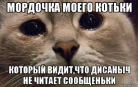 мордочка моего котьки который видит,что дисаныч не читает сообщеньки