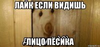 лайк если видишь лицо пёсика