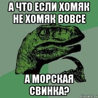 а что если хомяк не хомяк вовсе а морская свинка?