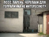 пссс, парень, черепахи для террариума не интересуют? 