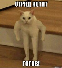 отряд котят готов!