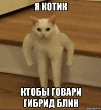 я котик ктобы говари гибрид блин