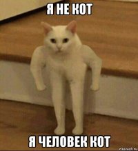 я не кот я человек кот