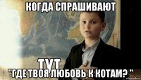 когда спрашивают "где твоя любовь к котам? "