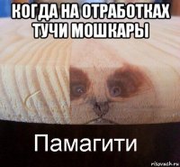 когда на отработках тучи мошкары 