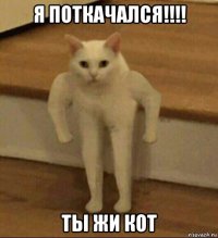 я поткачался!!!! ты жи кот