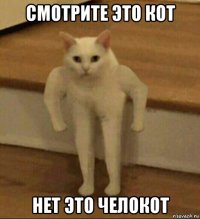 смотрите это кот нет это челокот