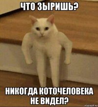 что зыришь? никогда коточеловека не видел?