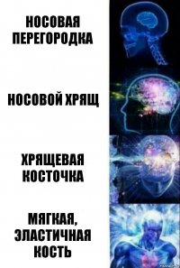 Носовая перегородка Носовой хрящ Хрящевая косточка Мягкая, эластичная кость