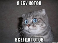 я ебу котов всегда готов