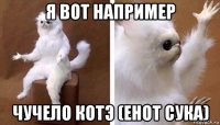 я вот например чучело котэ (енот сука)