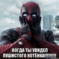  когда ты увидел пушистого котёнка!!!!!!!!!