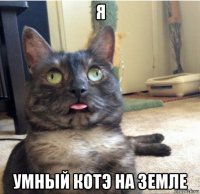 я умный котэ на земле