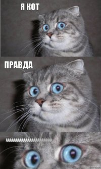 Я КОТ ПРАВДА ААААААААААААААААААААААА