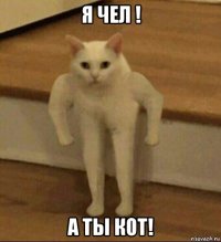 я чел ! а ты кот!