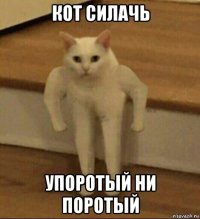 кот силачь упоротый ни поротый