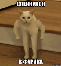 спекнулся в фурика