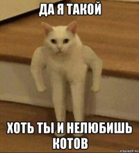 да я такой хоть ты и нелюбишь котов