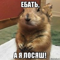 ебать, а я лосяш!