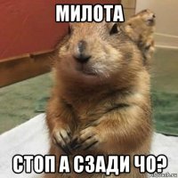 милота стоп а сзади чо?