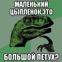 маленький цыплёнок,это большой петух?