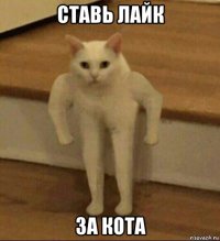 ставь лайк за кота