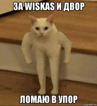 за wiskas и двор ломаю в упор