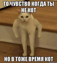 то чувство когда ты не кот но в тоже время кот