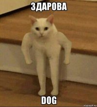 здарова dog