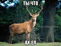 ты что ах*ел