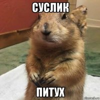 суслик питух