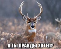  а ты правды хотел?