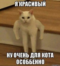 я красивый ну очень для кота особбенно