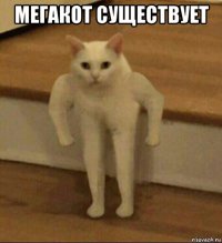 мегакот существует 