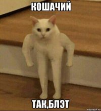 кошачий так,блэт