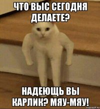 что выс сегодня делаете? надеющь вы карлик? мяу-мяу!