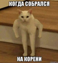 когда собрался на корени