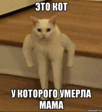 это кот у которого умерла мама