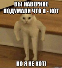 вы наверное подумали что я - кот но я не кот!