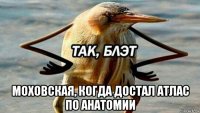  моховская, когда достал атлас по анатомии