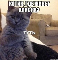 котик, где живет алиска? 