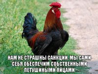  нам не страшны санкции. мы сами себя обеспечим собственными петушиными яйцами