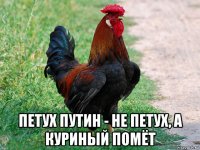  петух путин - не петух, а куриный помёт