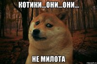 котики...они...они... не милота