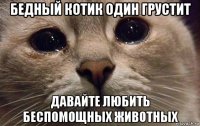 бедный котик один грустит давайте любить беспомощных животных