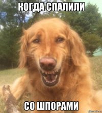 когда спалили со шпорами