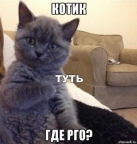 котик где рго?